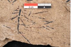Foto (Detailansicht) von Araucaria sternbergii Goeppert (NHMW-GEO-2024-0188-8277)